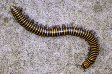 ½ ½