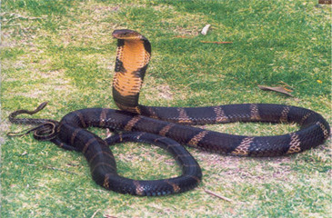 毒蛇