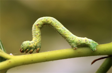 ɣ ɣ