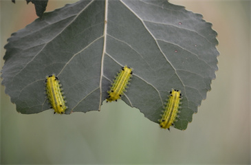 中国绿刺蛾