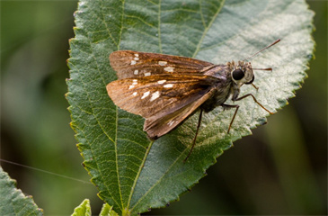 лŪ лŪ